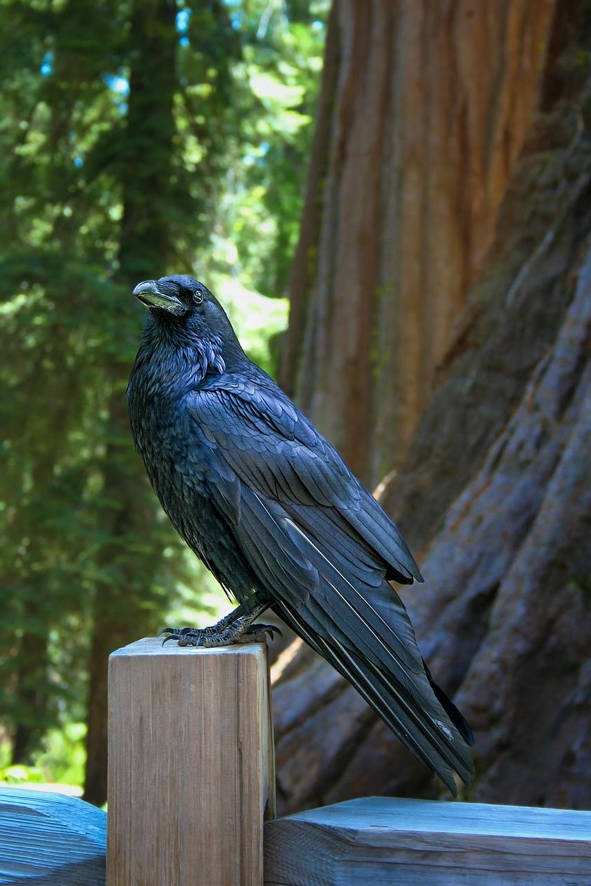 What Do Ravens Symbolize?