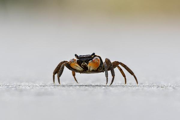 What Is the Spiritual Meaning of a Crab