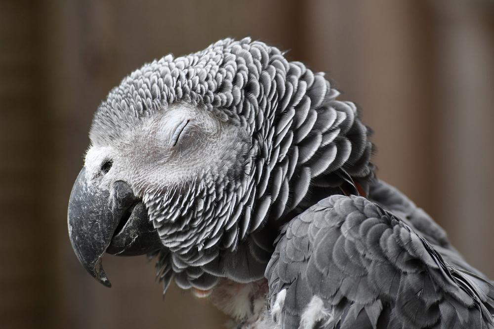 Parrot Symbolism Across Cultures and Belief Systems