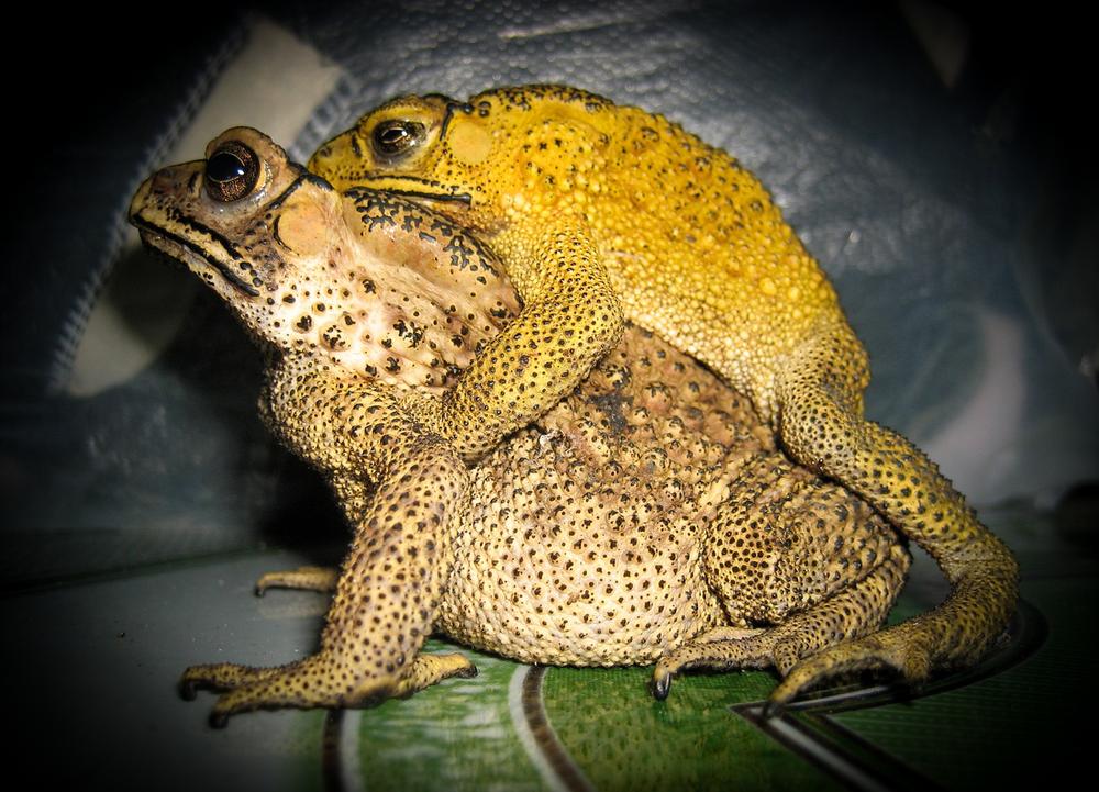 The Transformational Power of Frogs and Toads in Spiritual Growth
