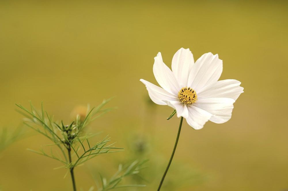 Five Facts About the Spiritual Meaning of a White Flower