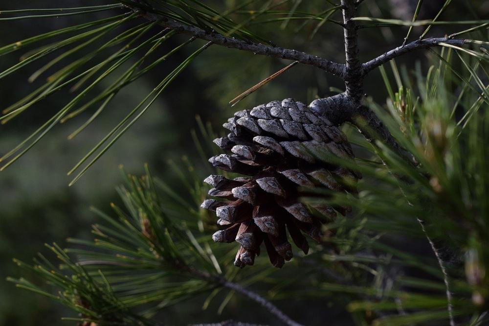 Pine Cone Symbolism in Different Religions