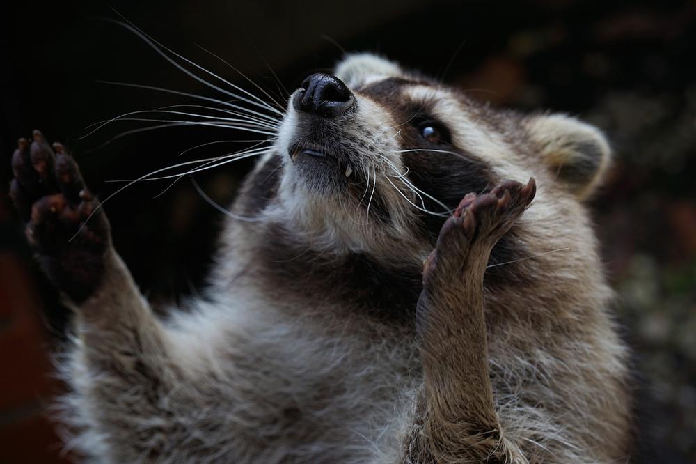 Raccoon Mythology and Folklore