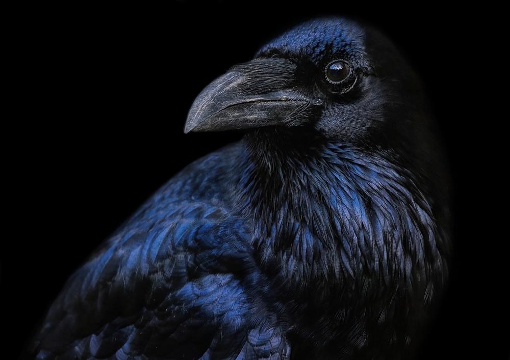 Interpreting the Spiritual Meaning of Seeing a Raven