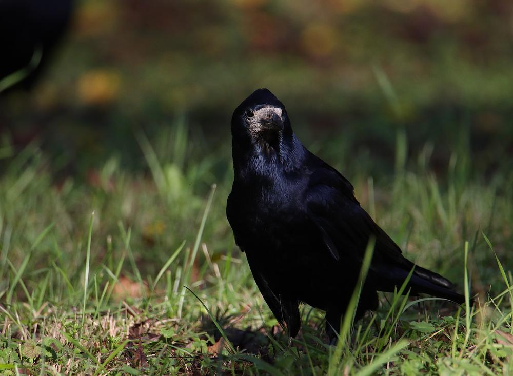 Crows SPIRITUAL MEANING in Yard