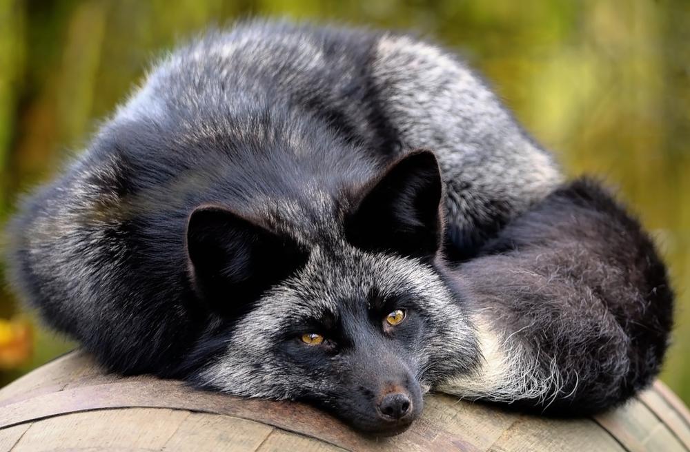The Spiritual Lessons of a Dead Fox