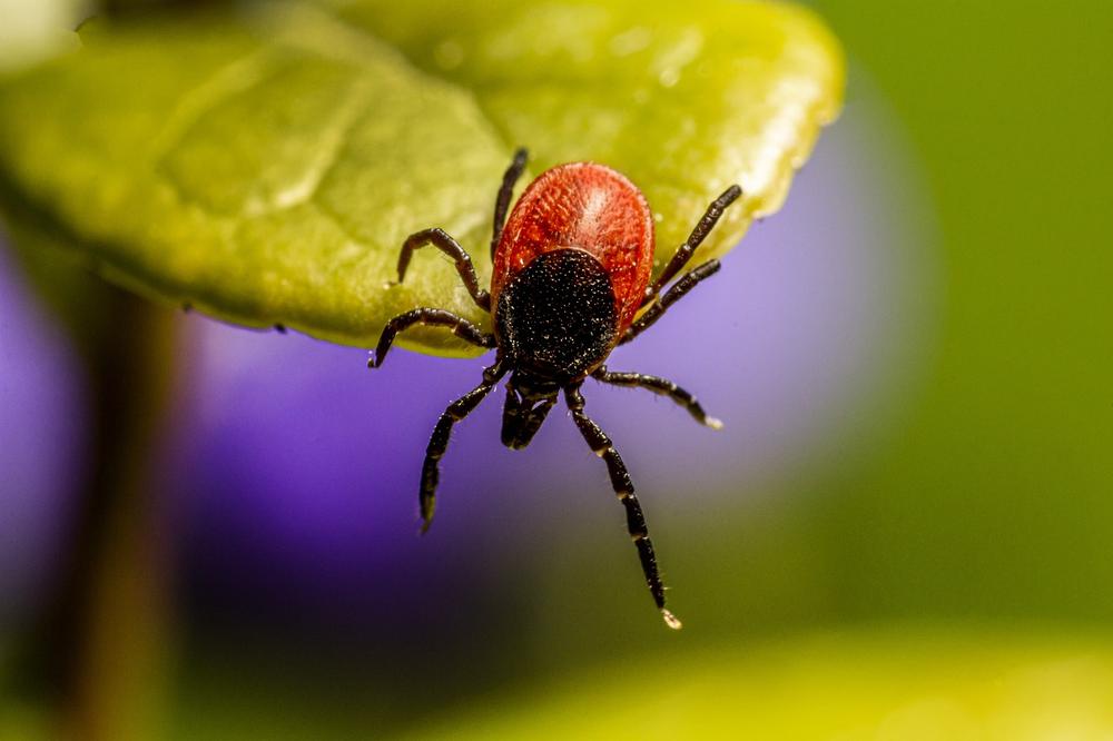 Ticks and Their Connection to Energetic Boundaries