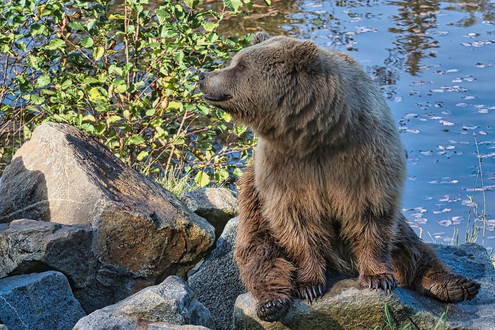 The Symbolic Significance of Dead Bears in Shamanic Practices
