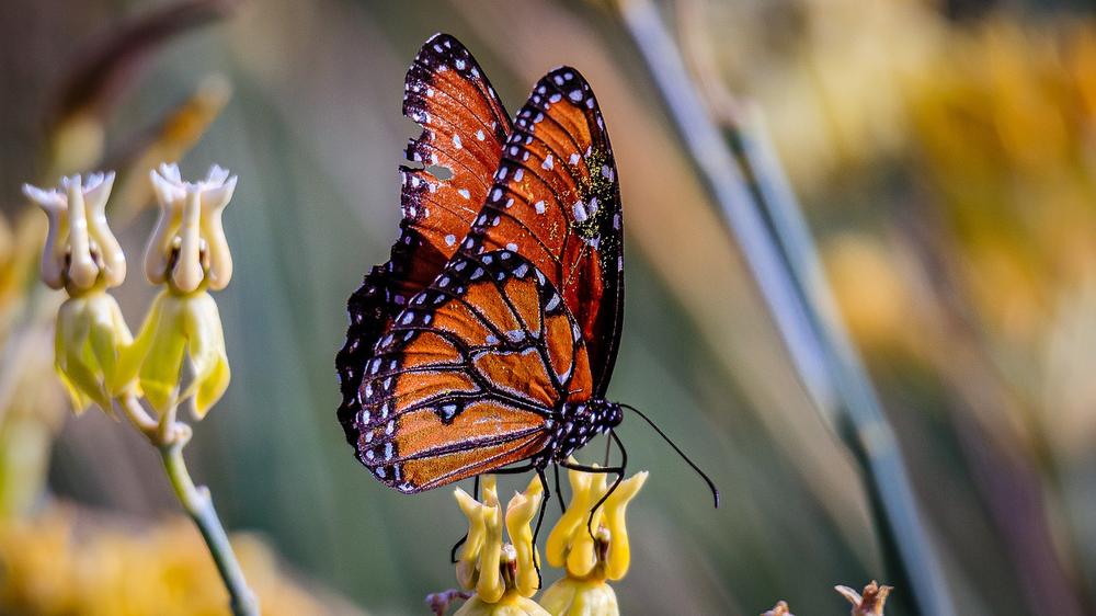 The Mystical Role of Monarch Butterflies as Spiritual Messengers