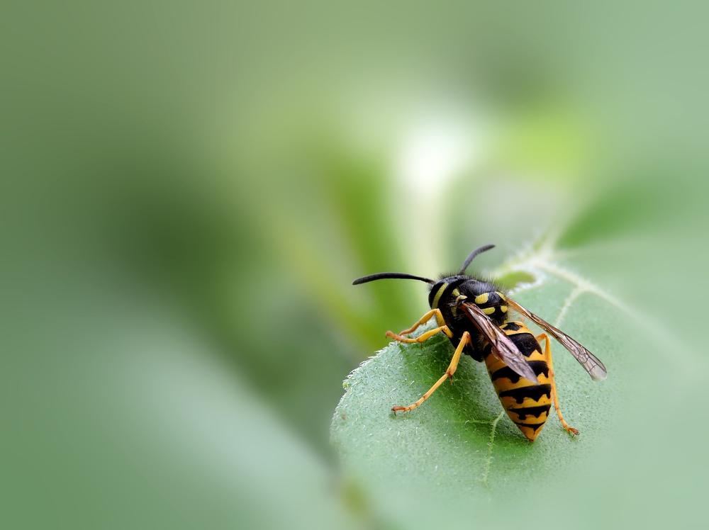 Wasp Symbolism in Arts and Literature
