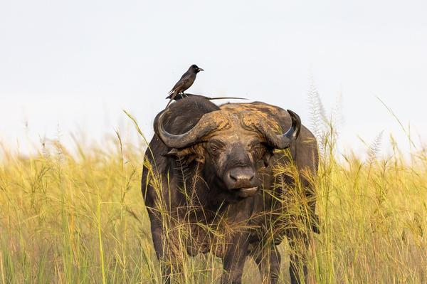 What Is the Spiritual Meaning of a Buffalo