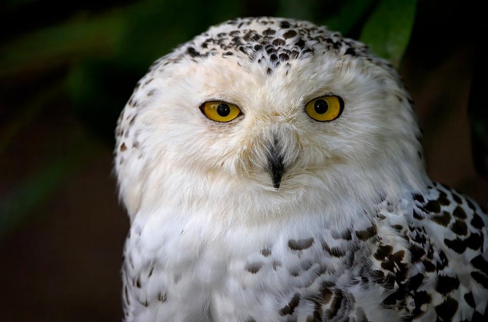 The Symbolism & Spiritual Meanings of White Owls in the Ancient World