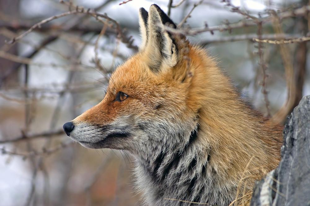 Spiritual Meaning of Seeing Fox in Your Dreams