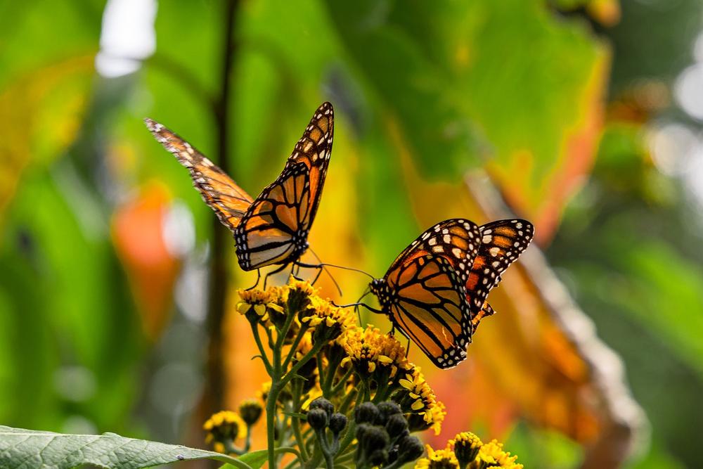 The Transformative and Nurturing Energy of Monarch Butterflies as Spirit Animals
