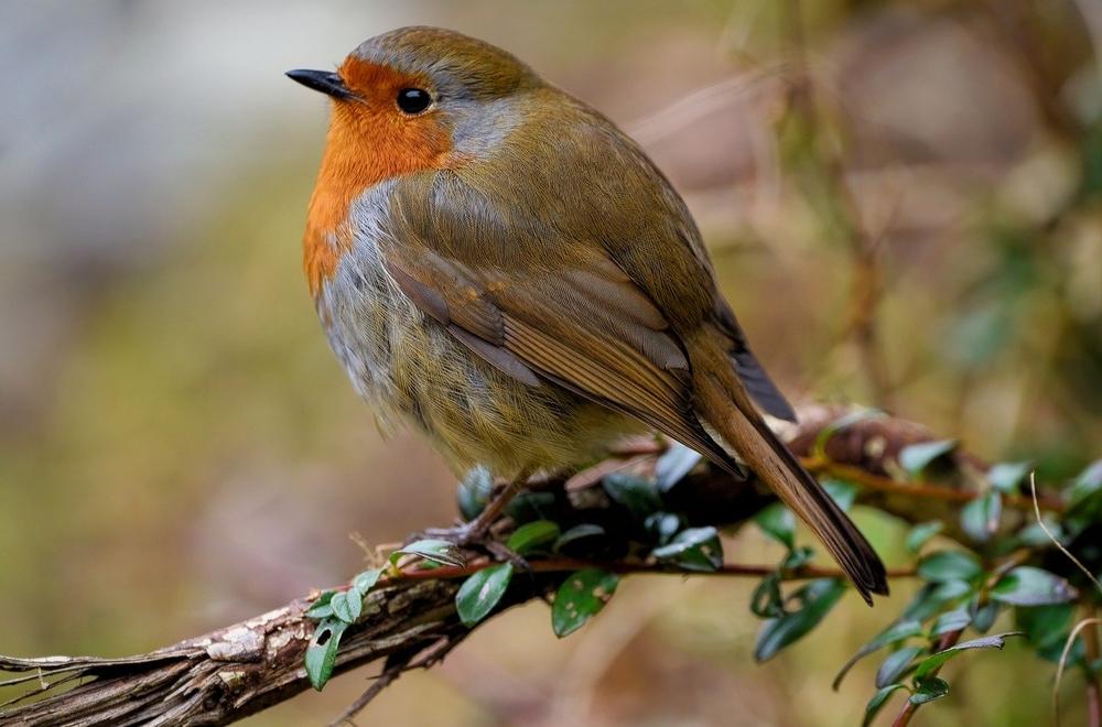 The Multifaceted Symbolism of Robins in Diverse Spiritual Traditions