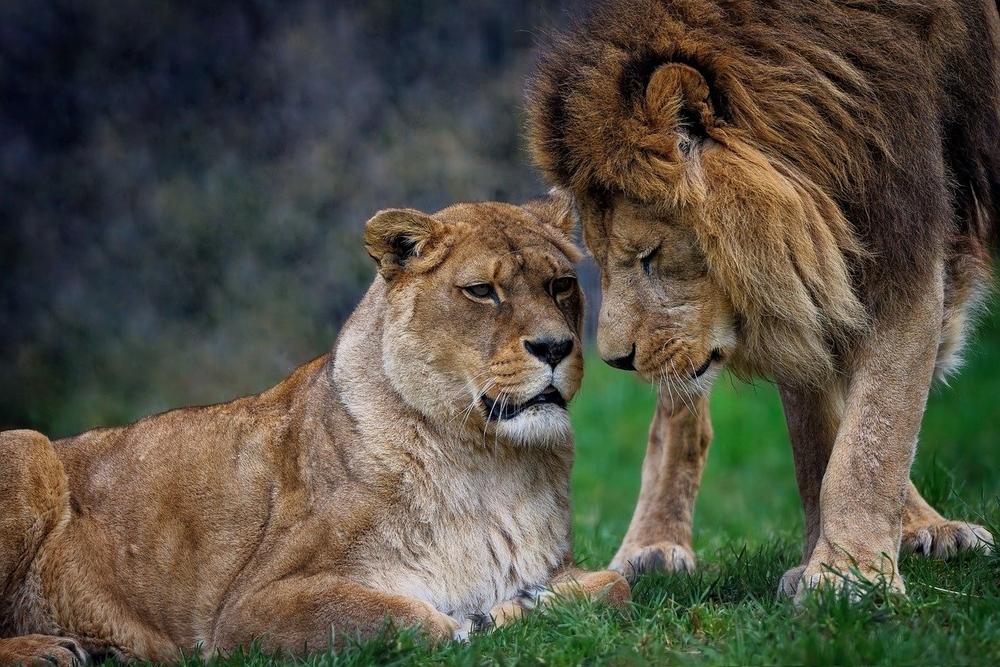 Understanding the Spiritual Meaning of Lions