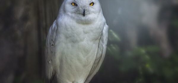 What Is the Spiritual Meaning of Seeing a White Owl