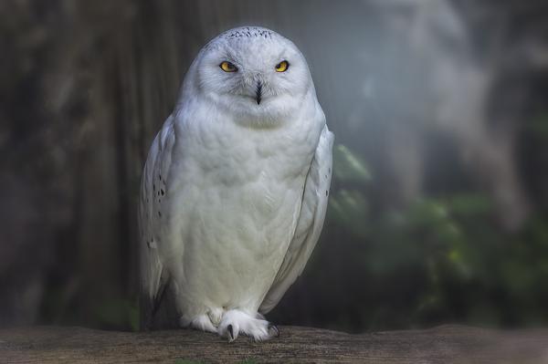 What Is the Spiritual Meaning of Seeing a White Owl