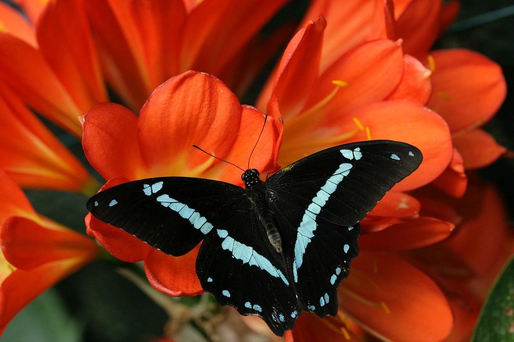 Embracing Transformation: The Symbolic Significance of Red Spotted Purple Butterfly Sightings