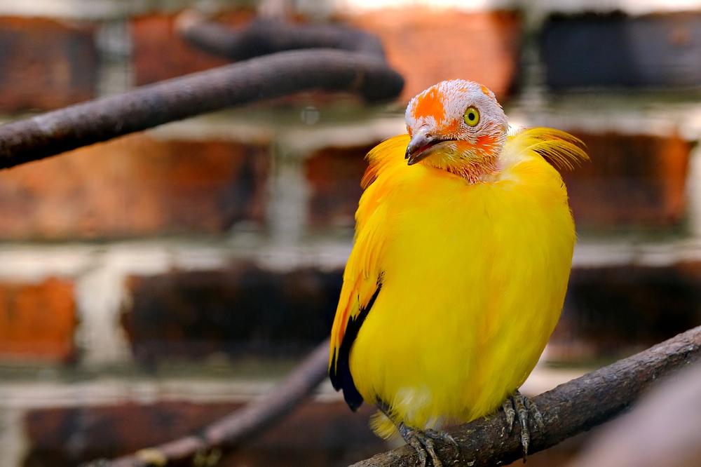 Yellow Birds Represent Optimism and Renewal