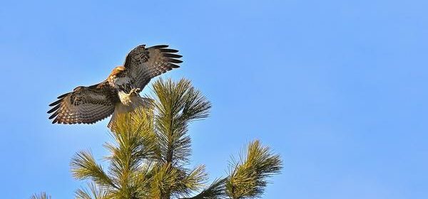 What Is the Spiritual Meaning of a Red Tail Hawk