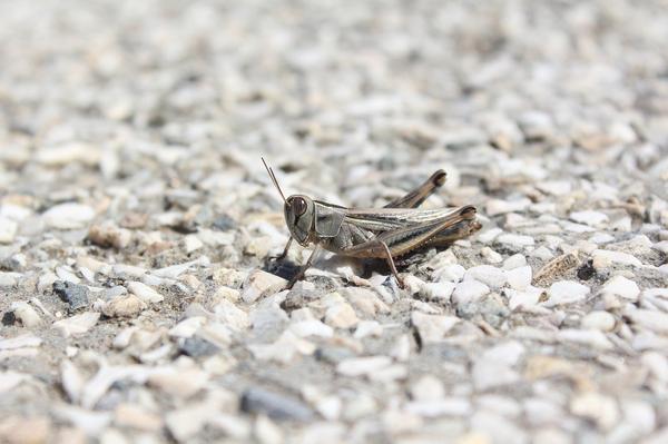 What Is the Spiritual Meaning of a Grasshopper