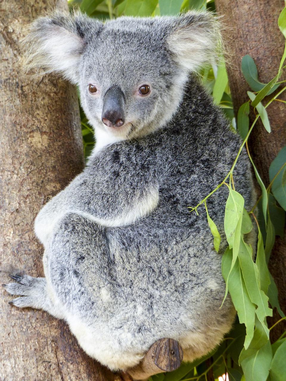 The Koala Bear's Spiritual Connection