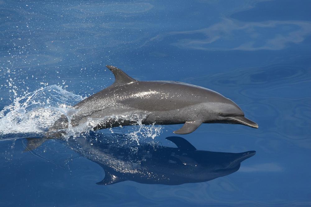 The Spiritual Significance of Dolphins