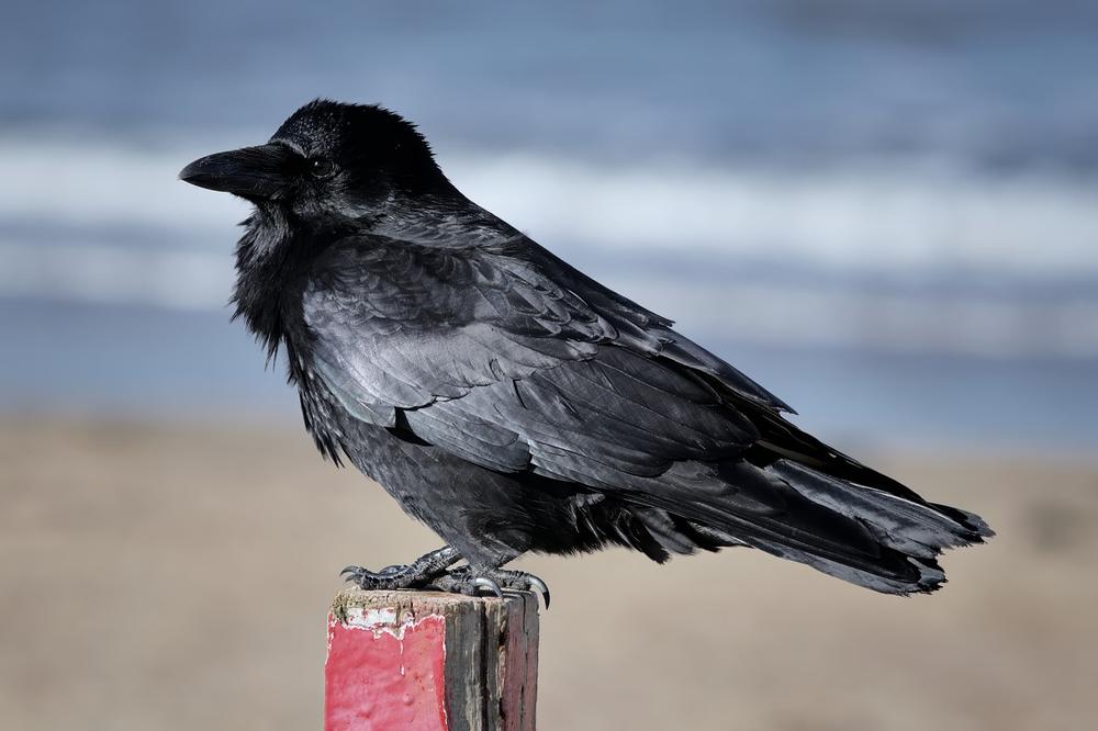 Decoding the Hidden Meanings of the Raven Spirit Animal
