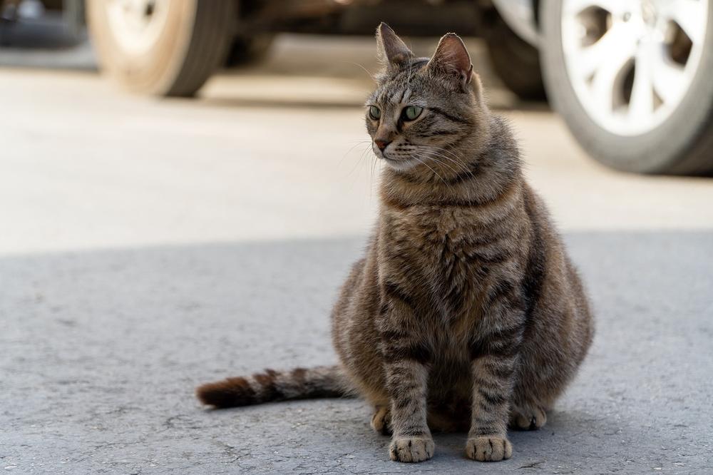 The Empowering Symbolism of Dreaming About Pregnant Cats