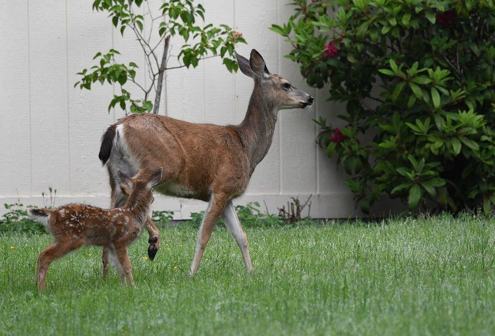 Decoding the Meaning Behind Mom and Baby Deer Sightings