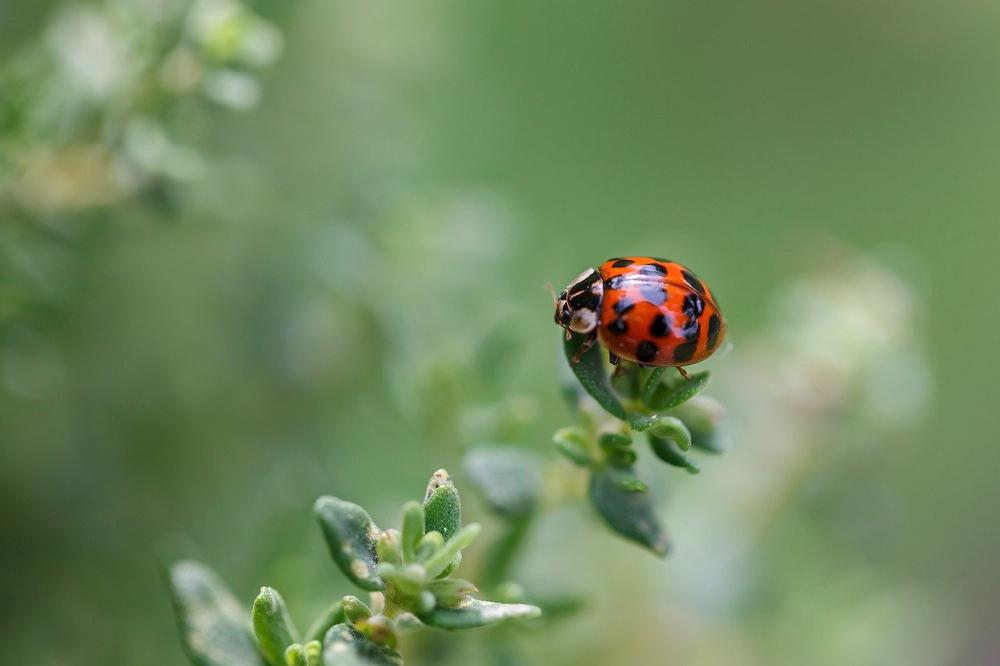 What Does It Mean if a Ladybug Lands on You