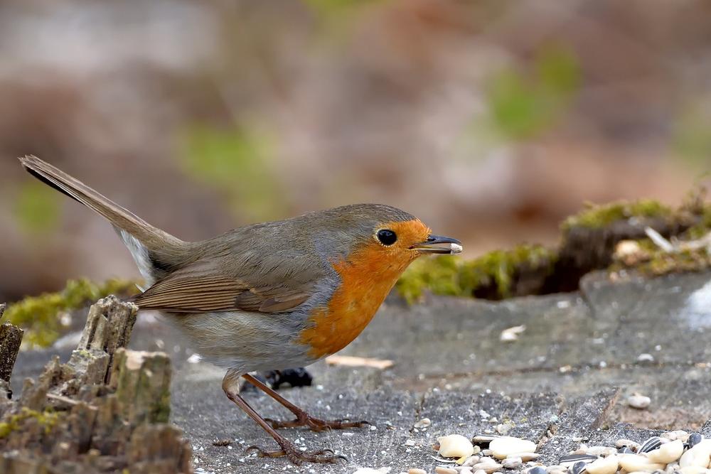 Importance of Robin Sightings