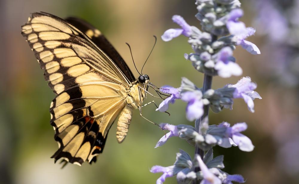 Swallowtail Butterfly Encounters and Omens