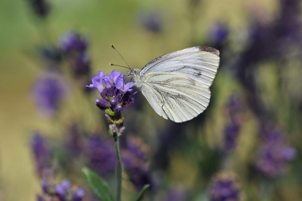 The Spiritual Connection Between White Butterflies and Deceased Loved Ones