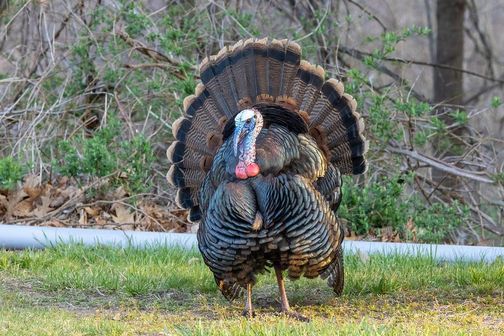 The Spiritual Meanings of Turkeys in Ancient Cultures