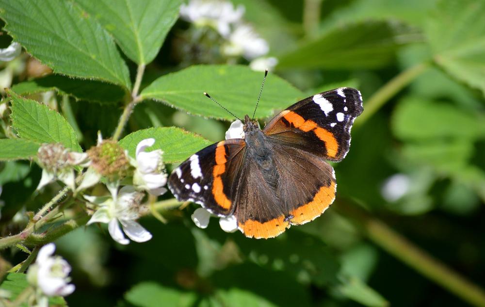 The Transformational Symbolism of the Vanessa Atalanta Butterfly