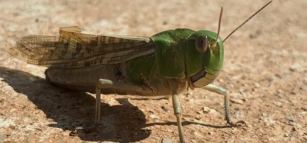 What Is the Spiritual Meaning of Seeing a Grasshopper