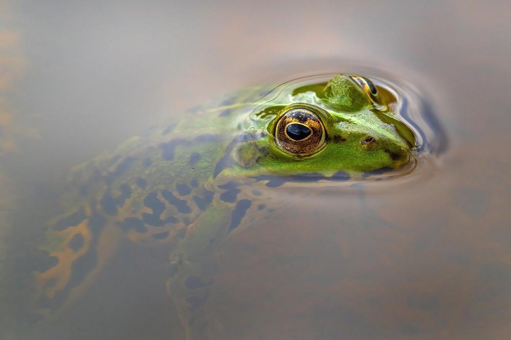What Do Frogs Symbolize?