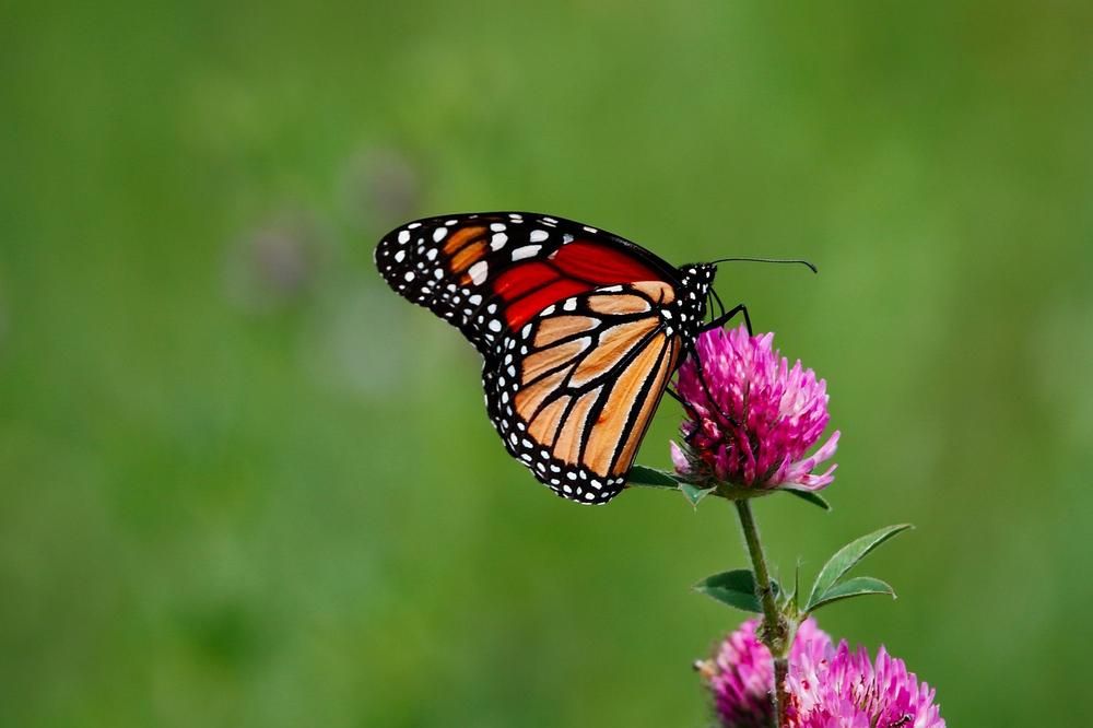 The Divine Presence and Guidance of Monarch Butterflies