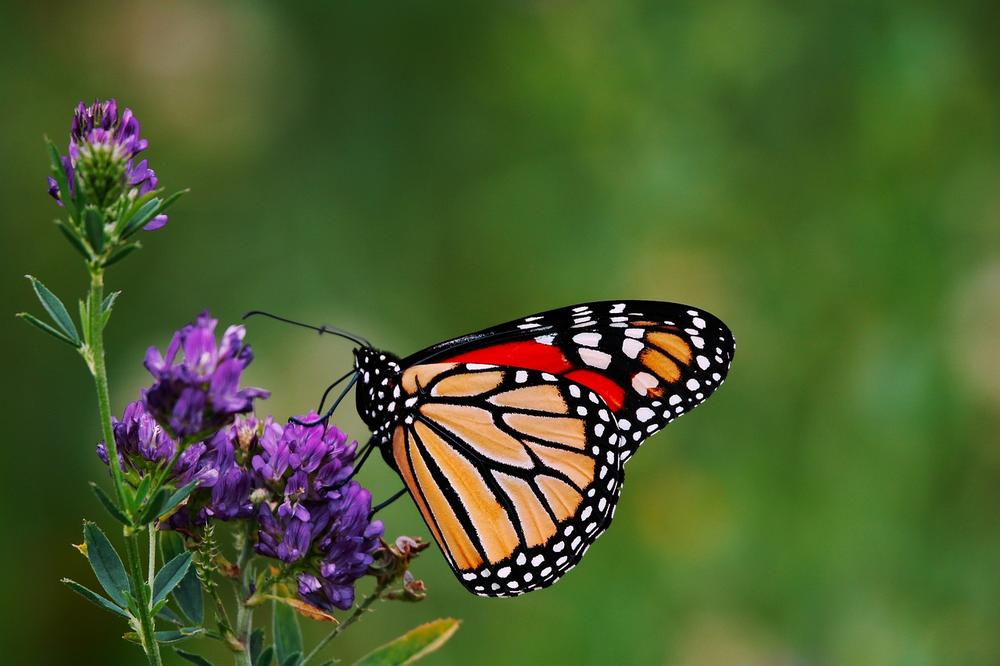 The Significance of Monarch Butterfly Migration