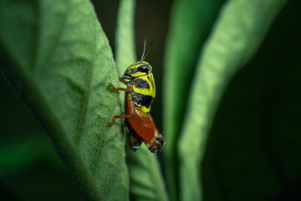 The Spiritual Message of the Grasshopper