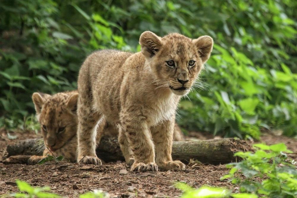 The Role of Lion Cubs in Dreams and Visions