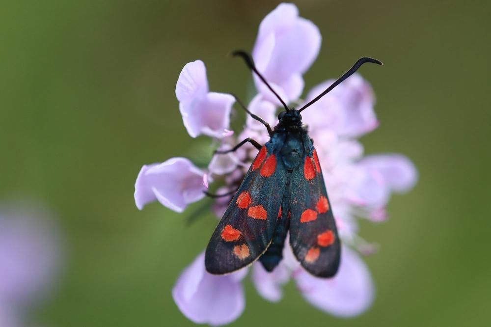 Incorporating Cinnabar Butterfly Symbolism in Daily Life