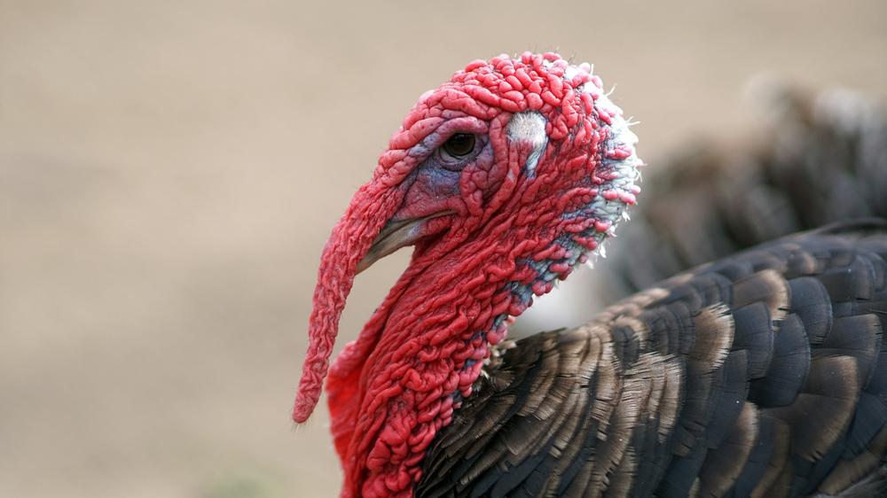 The Spirit of the Turkey and the Importance of Honoring Feminine Energies