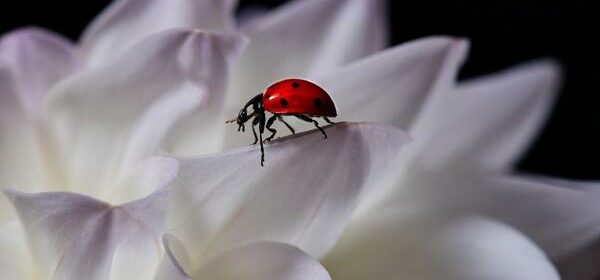 What Is the Spiritual Meaning of Seeing a Ladybug