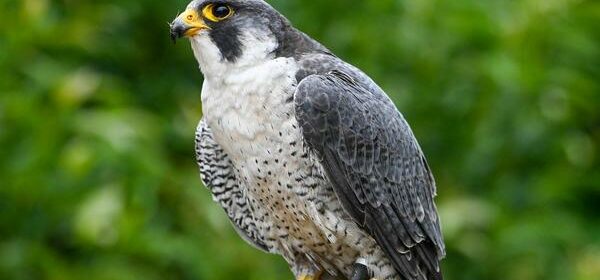 What Is the Spiritual Meaning of Seeing a Falcon