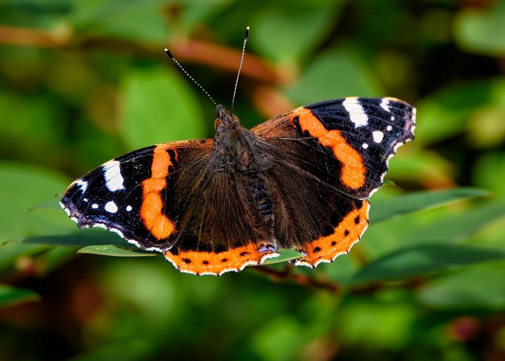 Red Butterfly Spiritual Meaning