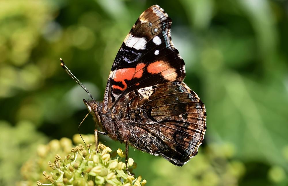 Red Butterfly Spiritual Meaning