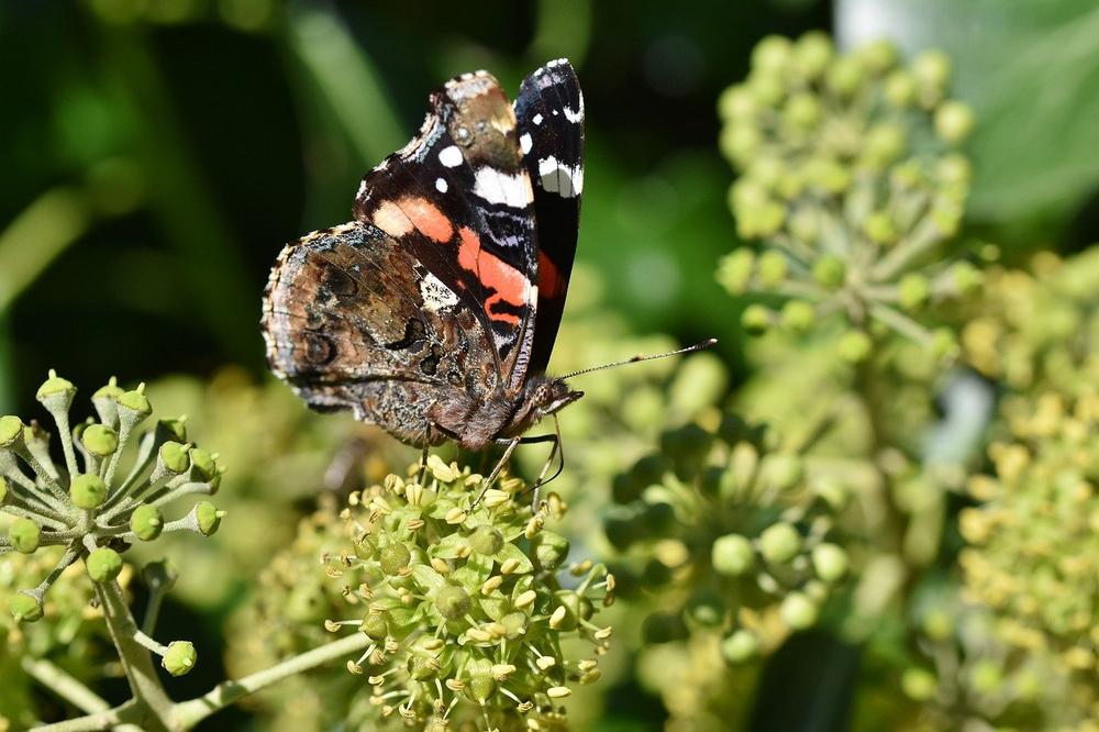 What Does It Mean When You See a Red Butterfly?